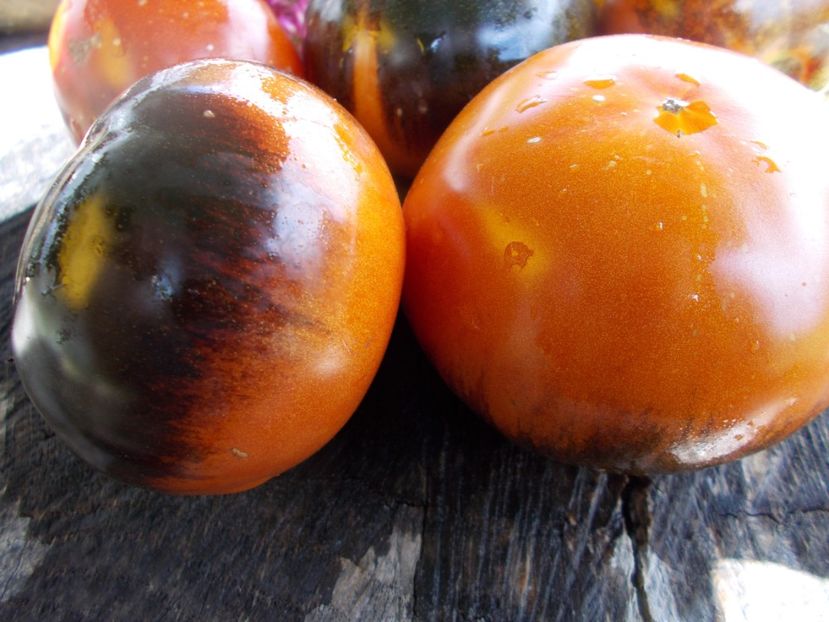  - SEMINTE ROSII - T 483 SIBERIAN PANTHER