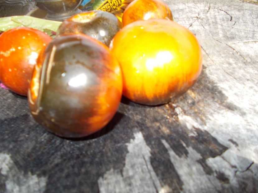  - SEMINTE ROSII - T 483 SIBERIAN PANTHER