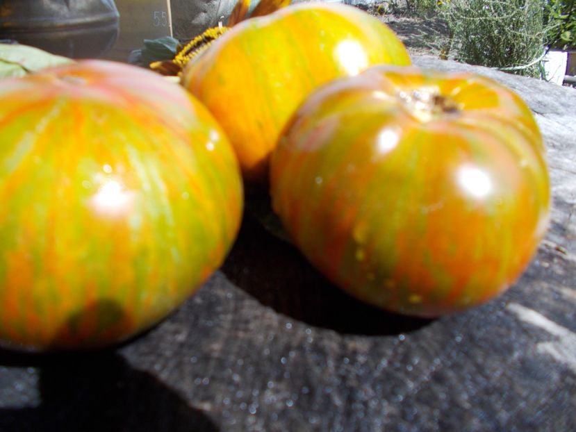  - SEMINTE ROSII - T 486 JARSON 18