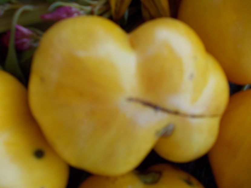  - SEMINTE ROSII - T 488 BEAUTY MARK