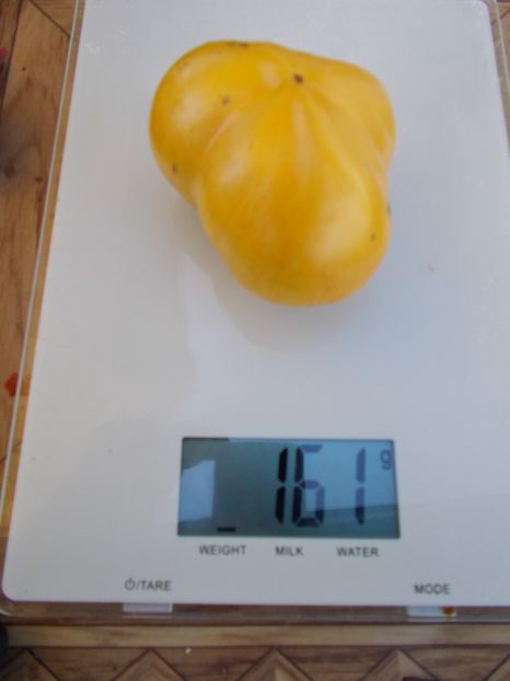  - SEMINTE ROSII - T 488 BEAUTY MARK