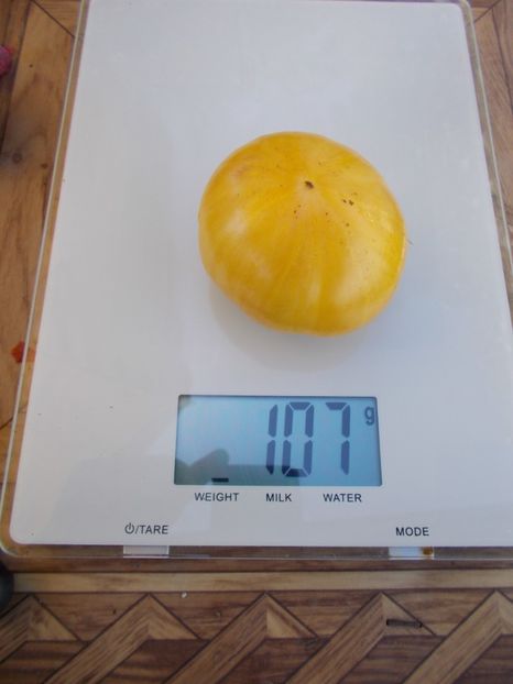  - SEMINTE ROSII - T 488 BEAUTY MARK