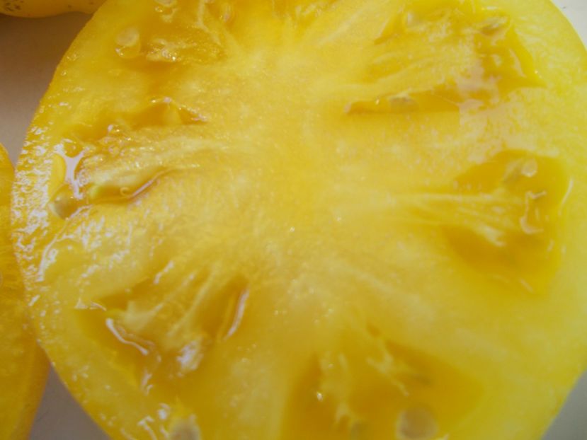  - SEMINTE ROSII - T 488 BEAUTY MARK