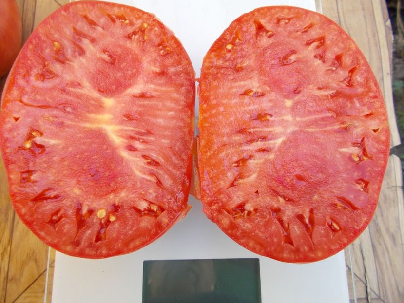  - SEMINTE ROSII - T 308 KIM S CIVIL WAR