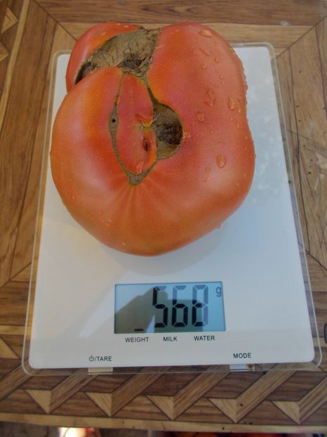  - SEMINTE ROSII - T 625 TRI GEGANGEN MISCHUNG