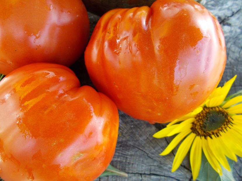  - SEMINTE ROSII - T 620 MARINULYA