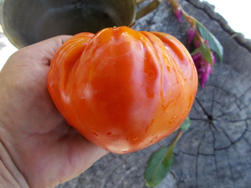  - SEMINTE ROSII - T 620 MARINULYA