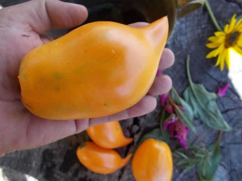  - SEMINTE ROSII - BURATINO