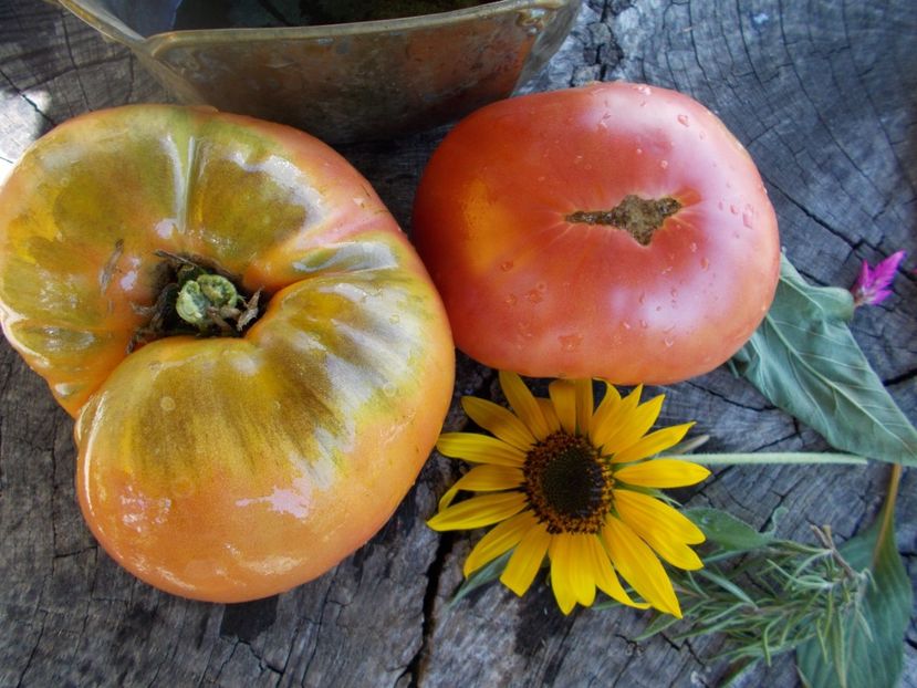  - SEMINTE ROSII - T 575 ZUCKERRIESE - SAHARNY GIANT