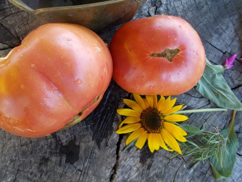  - SEMINTE ROSII - T 575 ZUCKERRIESE - SAHARNY GIANT