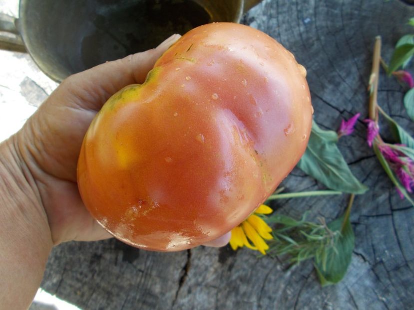  - SEMINTE ROSII - T 575 ZUCKERRIESE - SAHARNY GIANT