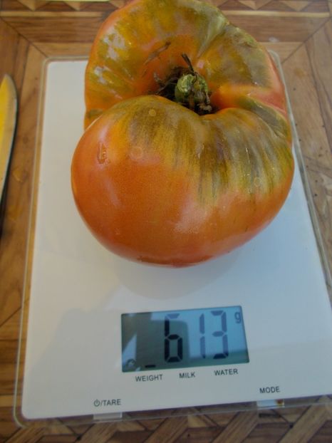  - SEMINTE ROSII - T 575 ZUCKERRIESE - SAHARNY GIANT