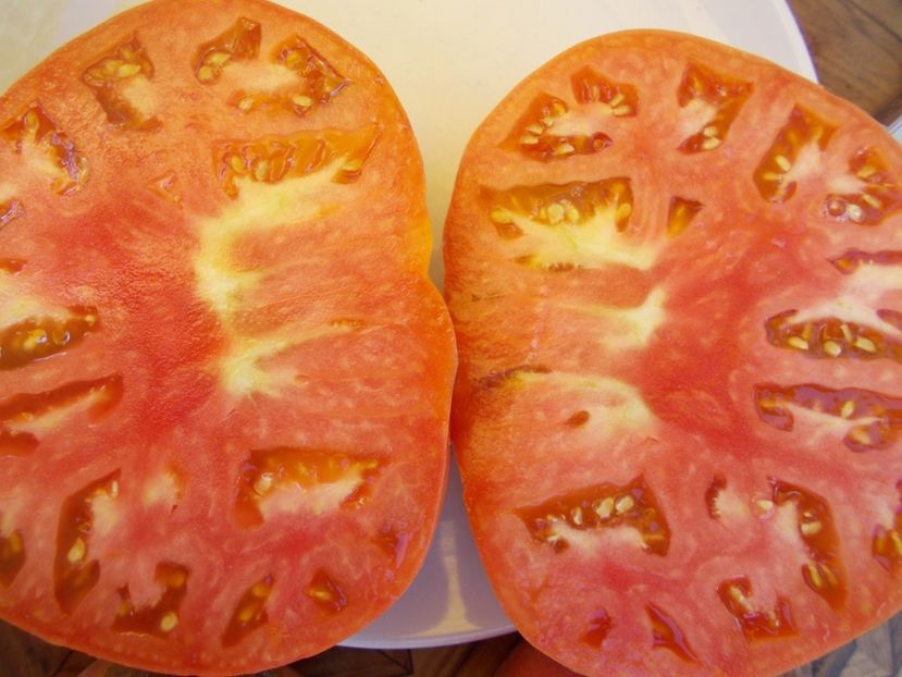  - SEMINTE ROSII - T 575 ZUCKERRIESE - SAHARNY GIANT