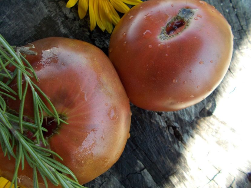  - SEMINTE ROSII - T 497 VORLON