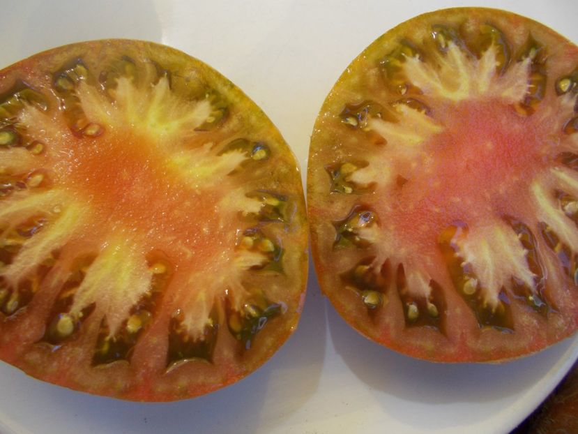  - SEMINTE ROSII - T 497 VORLON