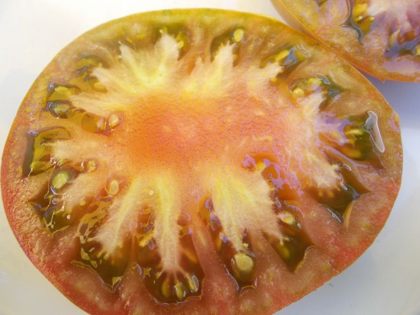  - SEMINTE ROSII - T 497 VORLON