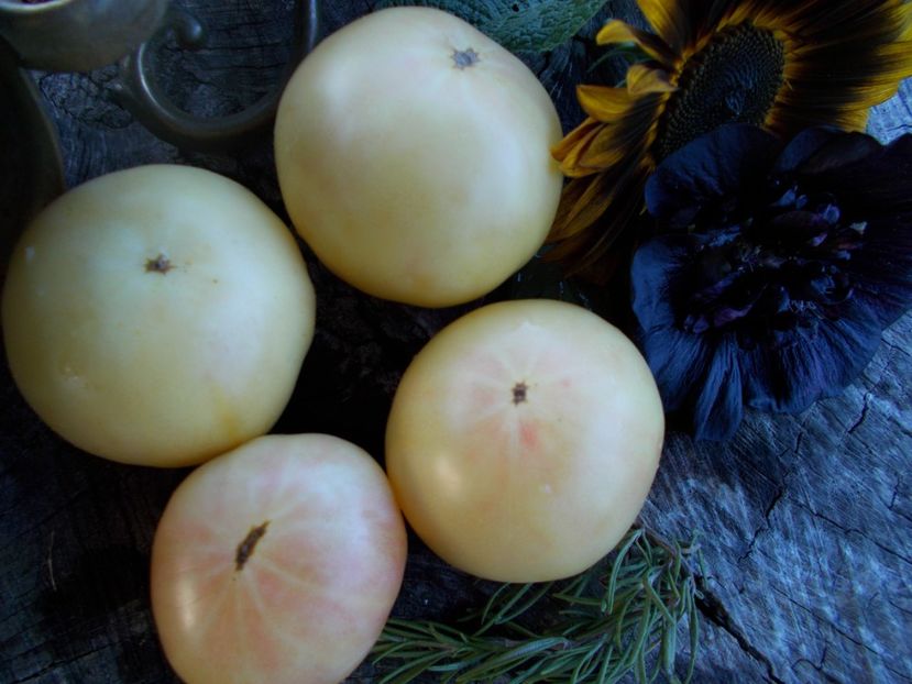  - SEMINTE ROSII - T 580 WHITE SUGAR -SACHAR BELYI