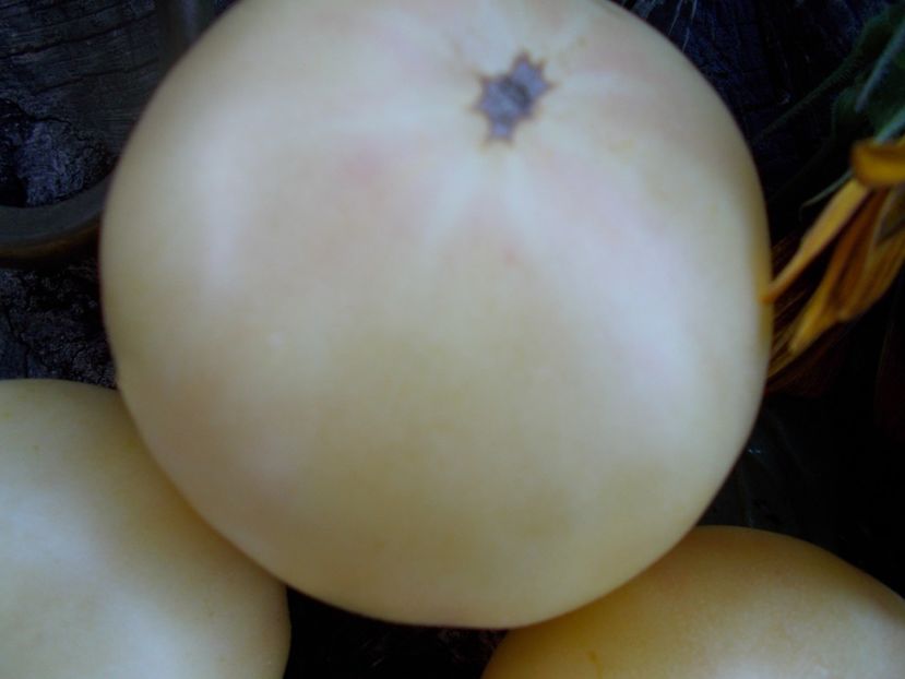  - SEMINTE ROSII - T 580 WHITE SUGAR -SACHAR BELYI