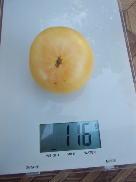  - SEMINTE ROSII - T 580 WHITE SUGAR -SACHAR BELYI