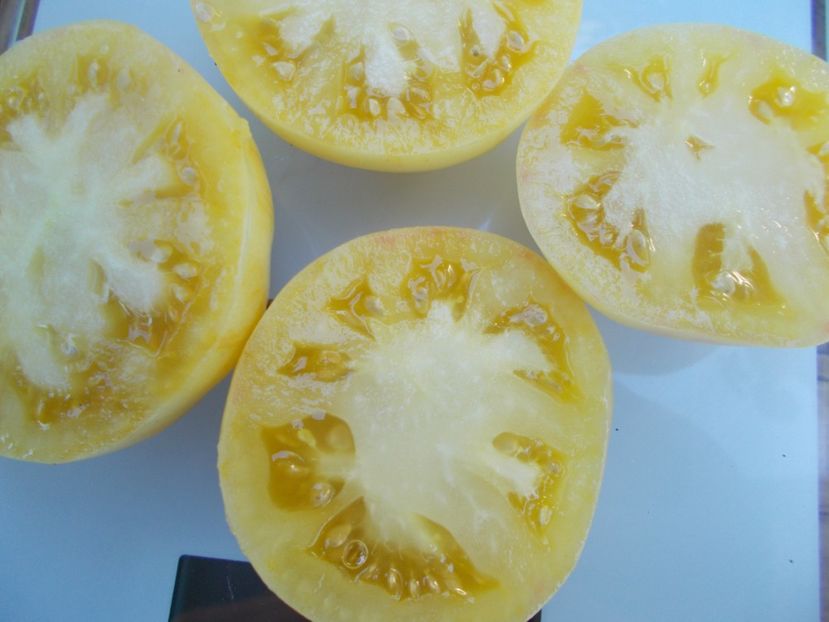  - SEMINTE ROSII - T 580 WHITE SUGAR -SACHAR BELYI