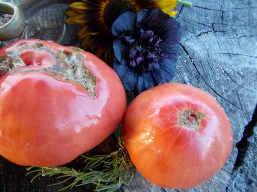  - SEMINTE ROSII - T 544 MALINKA - KASACHSTAN