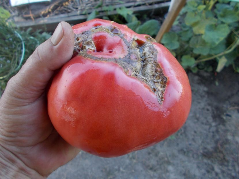  - SEMINTE ROSII - T 544 MALINKA - KASACHSTAN