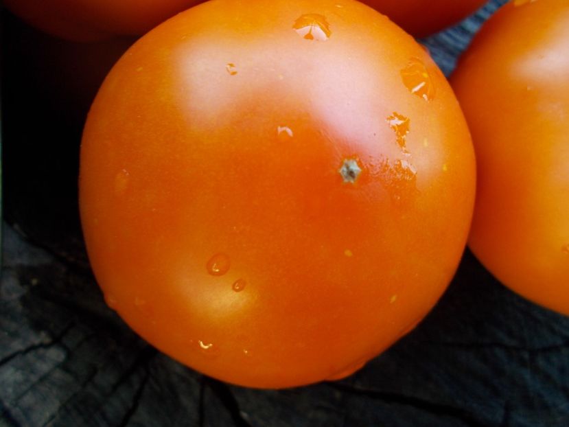  - SEMINTE ROSII - T 357 PERSIMMON