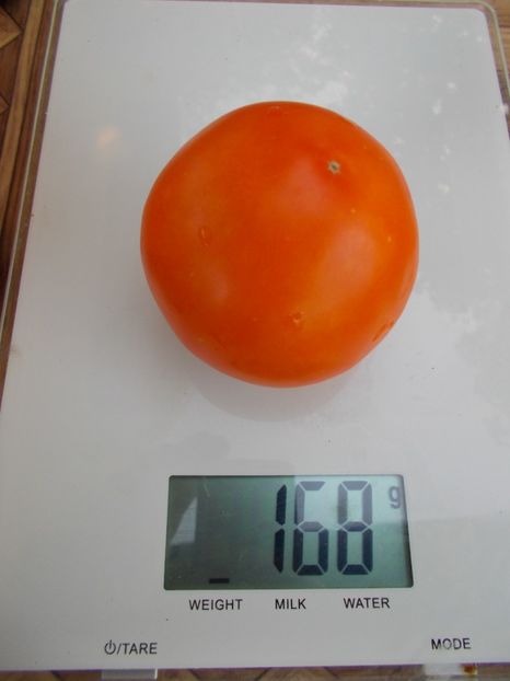  - SEMINTE ROSII - T 357 PERSIMMON