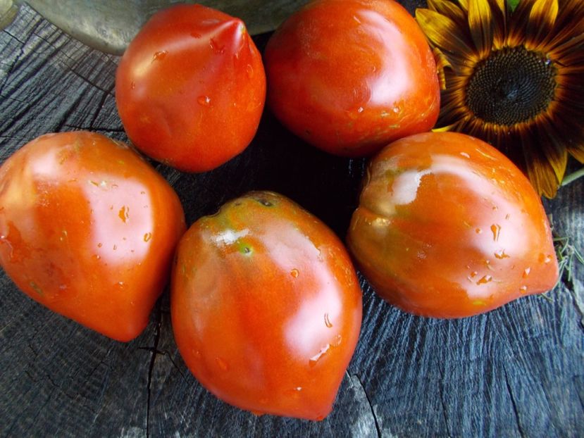  - SEMINTE ROSII - T 478 LINNAEUS HEART