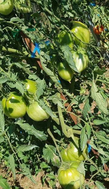  - 06 Gradinuta de legume 2020