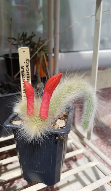 Hildewintera cola de mononis-surpriza verii - Cactusi si suculente 2020-2021-2022-2023- 2024-2025