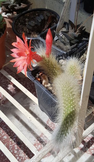 Hildewintera cola de mononis-surpriza verii - Cactusi si suculente 2020-2021-2022-2023- 2024-2025