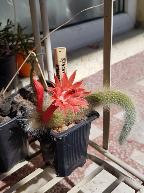 Hildewintera cola de mononis-surpriza verii - Cactusi si suculente 2020-2021-2022-2023- 2024-2025