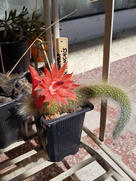 Hildewintera cola de mononis-surpriza verii - Cactusi si suculente 2020-2021-2022-2023- 2024-2025
