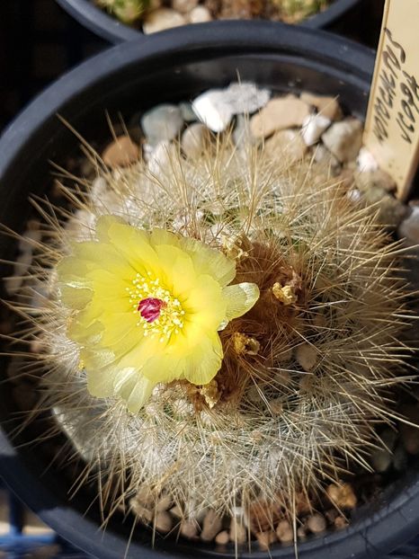 Notocactus scopa-a 8-a floare - Notocactus