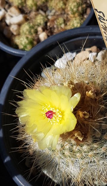 Notocactus scopa a 8-a floare - Notocactus