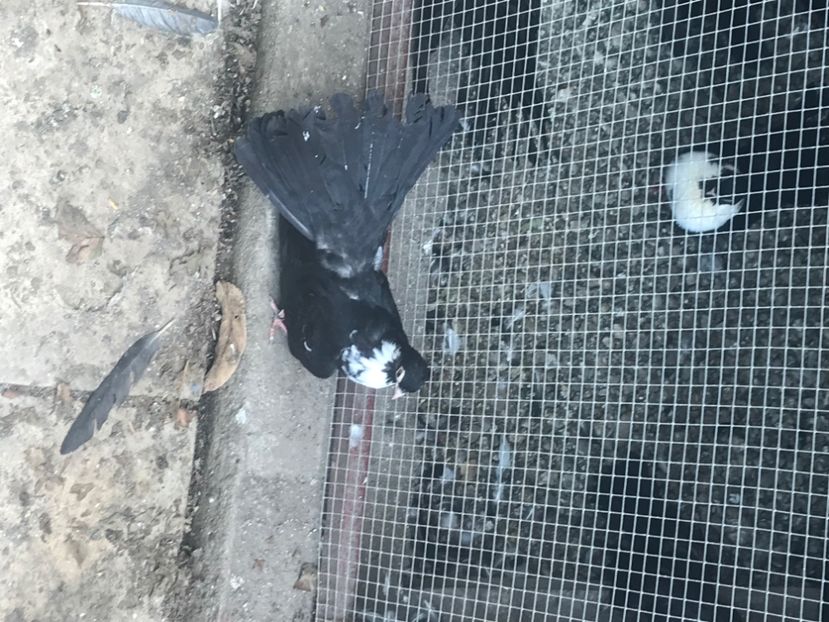 C9ED0E64-45CF-4E7B-A791-A811AF3B7A37 - Negri turci