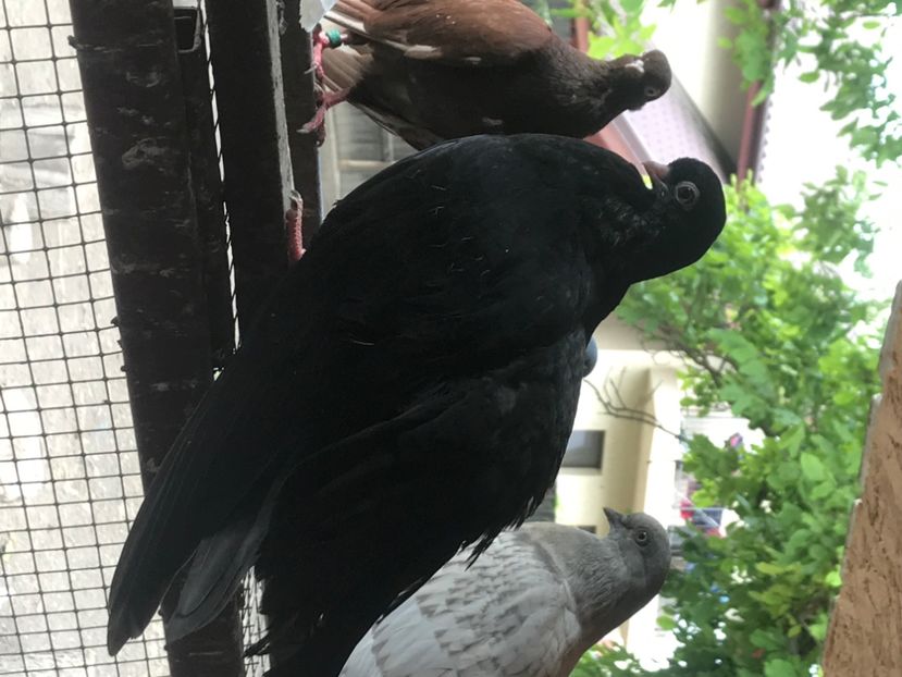 9509BEF0-9012-4E77-A314-AC8A7F414A9A - Negri turci