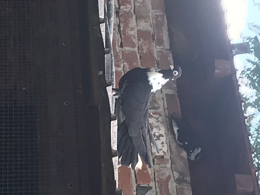 DA27E6B3-94AA-464B-9527-475D8C576E08 - Negri turci