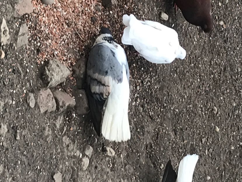 F8D0001F-5782-49C6-A3E8-050FEF85EADD - Vargati cu dunga alba