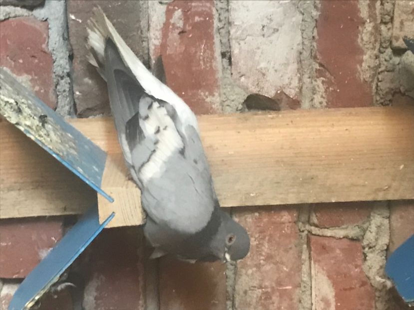 34F7B2D8-6AED-4DD7-825E-33D73DE0B1CF - Vargati cu dunga alba