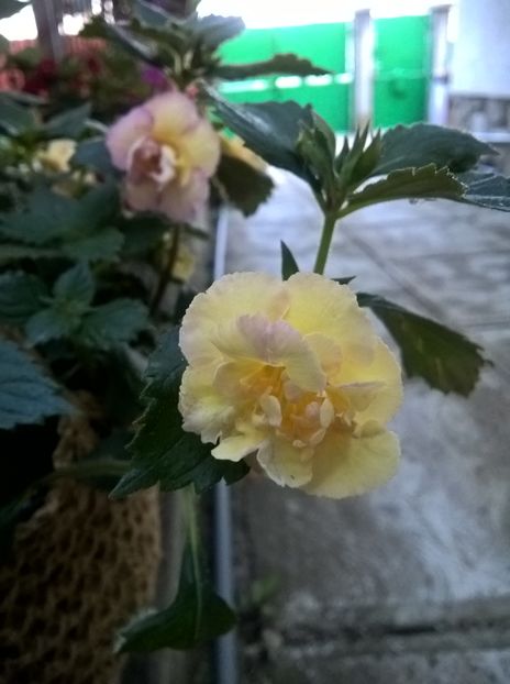  - Yellow English Rose