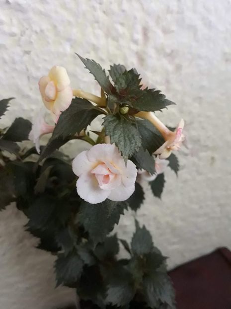  - 001 2021 - Lemon Orchard