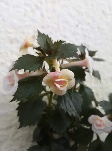  - 001 2021 - Lemon Orchard