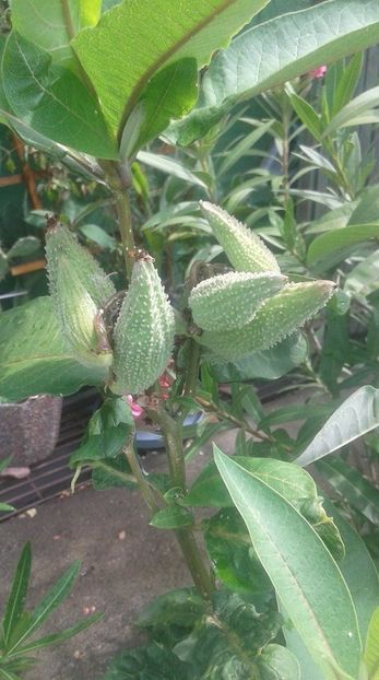 si semintele...aug.2020 - Asclepias siryaca - papagal