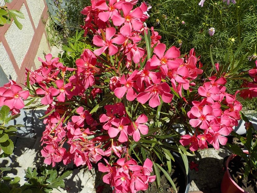  - papa gambeta nr 17