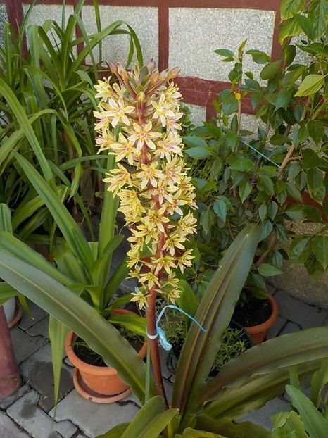  - eucomis
