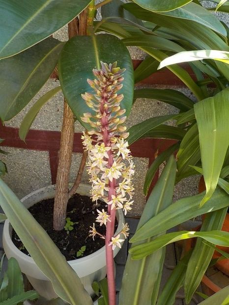  - eucomis