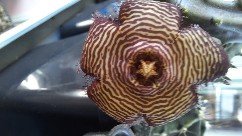  - Stapelia revoluta v tigrida