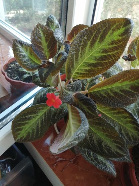 Guacamole - Episcia